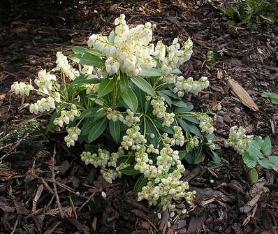 Pieris 'Sarabandel'