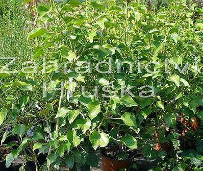 břečťan - Hedera helix 'Arborescens'