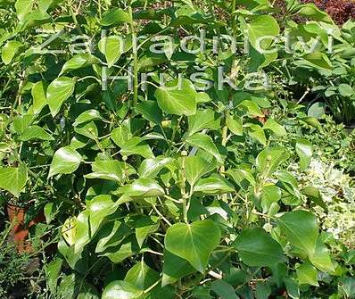 břečťan - Hedera helix 'Arborescens'