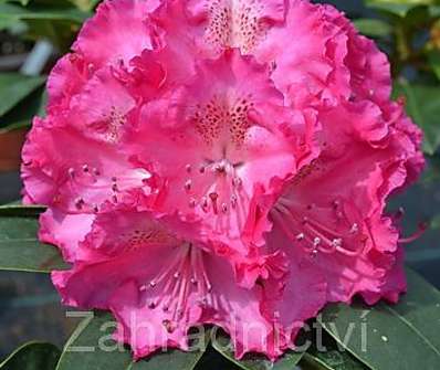 Rhododendron 'Germania'