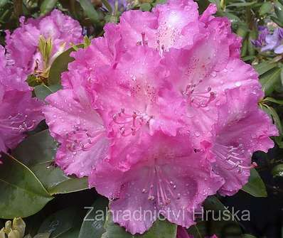 Rhododendron 'Germania'