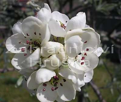 hrušeň - Pyrus salicifolia 'Pendula'