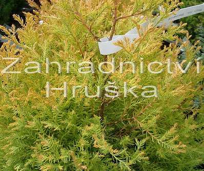 zerav - Thuja occ. 'Rheingold'