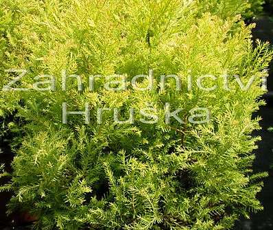 zerav - Thuja occ. 'Rheingold'