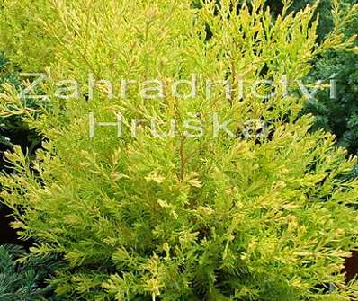 zerav - Thuja occ. 'Rheingold'