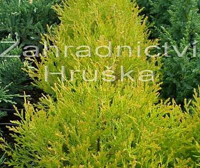 zerav - Thuja occ. 'Rheingold'