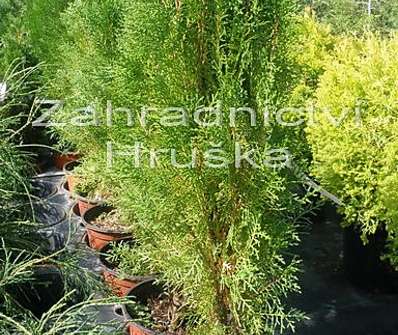 zerav - Thuja orientalis