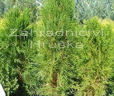 zerav - Thuja orientalis