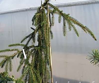 smrk - Picea abies 'Virgata'