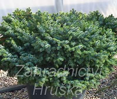 smrk omorika Alexandra - Picea omorika Alexandra