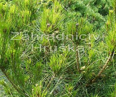 Borovice - Pinus densiflora 'Alice Verkade'