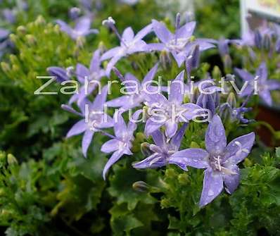 Campanula garganica