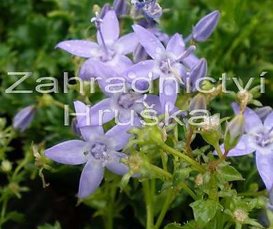 Campanula garganica