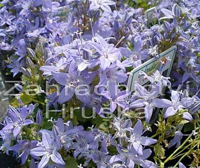 Campanula garganica