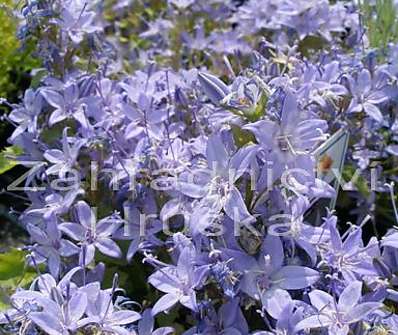 Campanula garganica