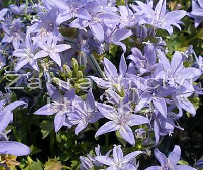 Campanula garganica