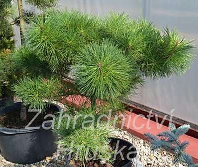 Borovice - Pinus resinosa 'Nana'.