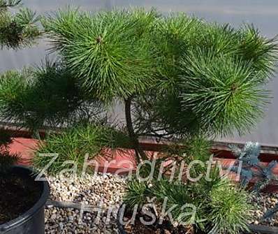 Borovice - Pinus resinosa 'Nana'.