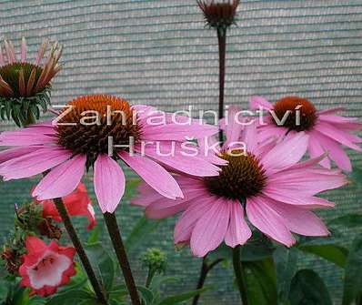 Echinacea purpurea Magnus