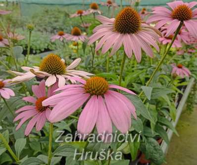 Echinacea purpurea Magnus