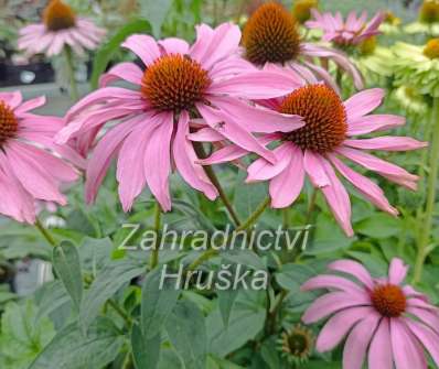 Echinacea purpurea Magnus