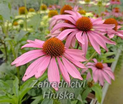 Echinacea purpurea Magnus