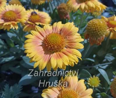 Gaillardia aristata Arizona Apricot