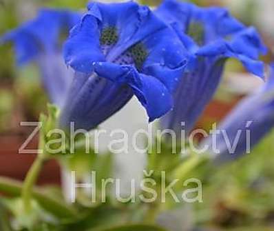 Gentiana acaulis