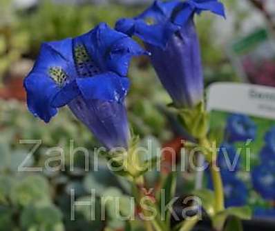 Gentiana acaulis