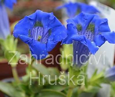 Gentiana acaulis