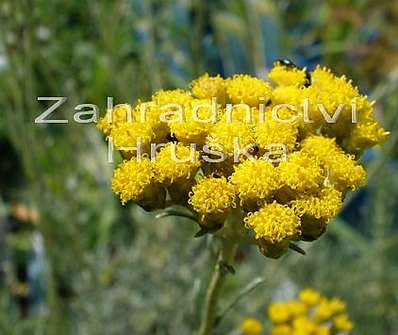 Helichrysum stoechas Icycles