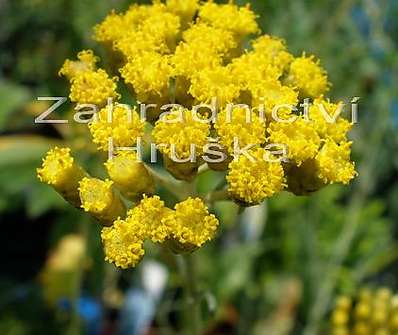 Helichrysum stoechas Icycles