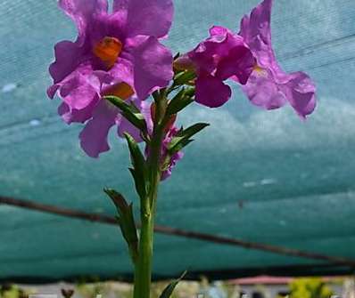 Incarvillea delavai