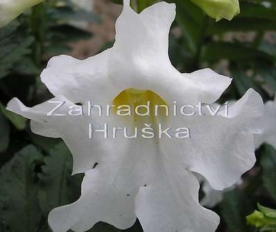 Incarvillea delavai