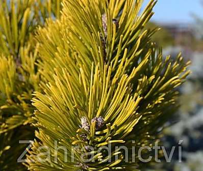 Borovice - Pinus mugo 'Karstens'...