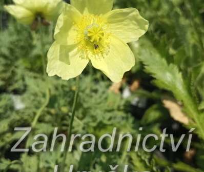 Papaver miyabeanum Pacino