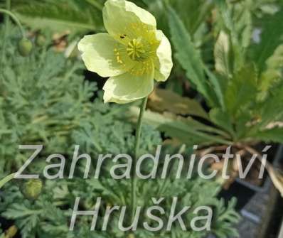 Papaver miyabeanum Pacino