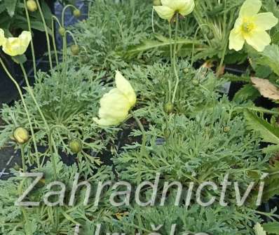 Papaver miyabeanum Pacino