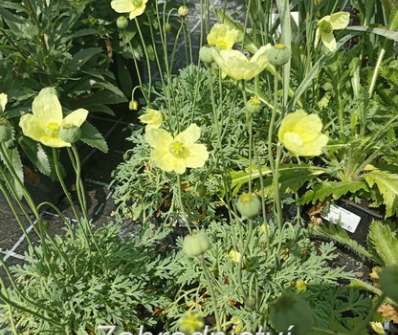 Papaver miyabeanum Pacino