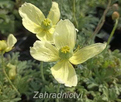 Papaver miyabeanum Pacino