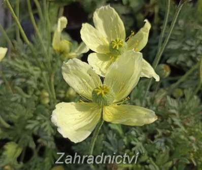 Papaver miyabeanum Pacino