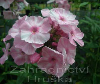 Phlox paniculata Picasso