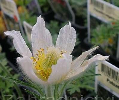 Pulsatila vulgaris White