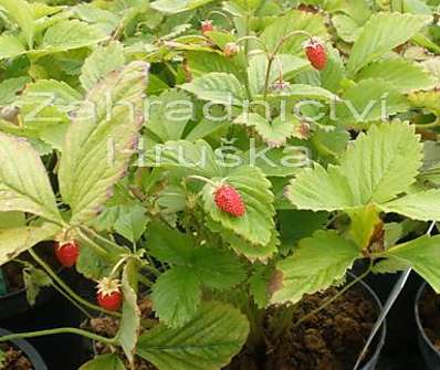 Fragaria vesca Rujana