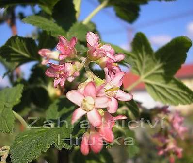 meruzalka - Ribes sanguineum 'King Edward IV.'