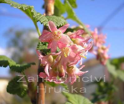 meruzalka - Ribes sanguineum 'King Edward IV.'