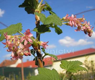 meruzalka - Ribes sanguineum 'King Edward IV.'