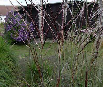 ozdobnice - Miscanthus sinensis 'Kleine Silberpinne'