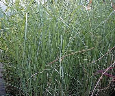 ozdobnice - Miscanthus sinensis 'Kleine Silberpinne'