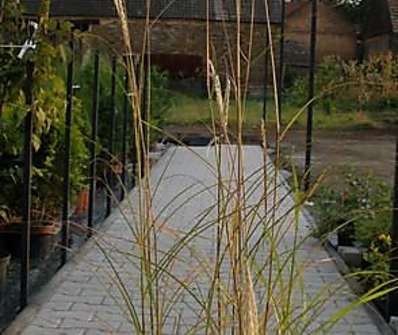 ozdobnice - Miscanthus sinensis 'Kleine Silberpinne'